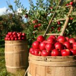 Ocet jabłkowy na odchudzanie – czy może być skuteczny?