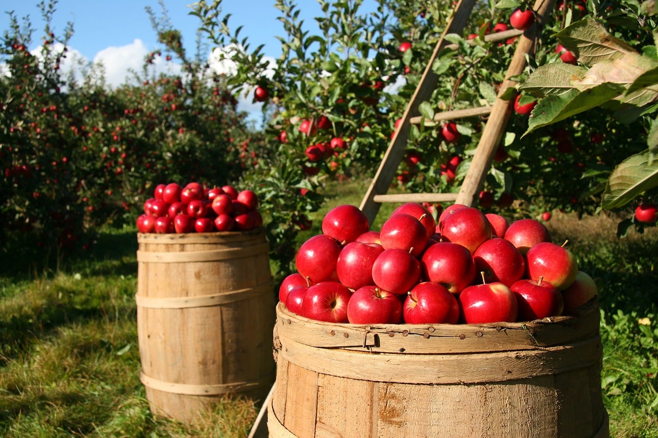 Ocet jabłkowy na odchudzanie – czy może być skuteczny?