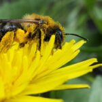 Pyłek kwiatowy - pszczeli, naturalny superfoods