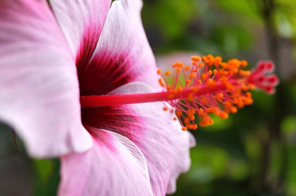 Kwiat hibiskusa, Zakręcony Słoik