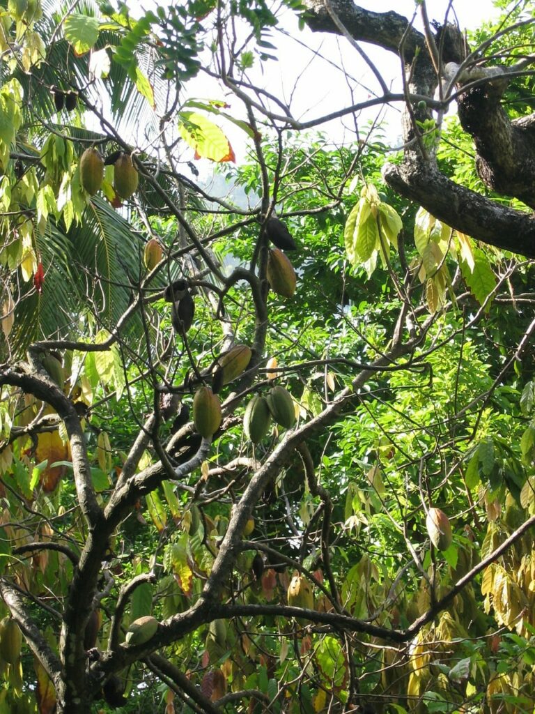 Drzewo kakaowca