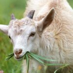 Mleko kozie zdrowa alternatywa dla mleka krowiego.